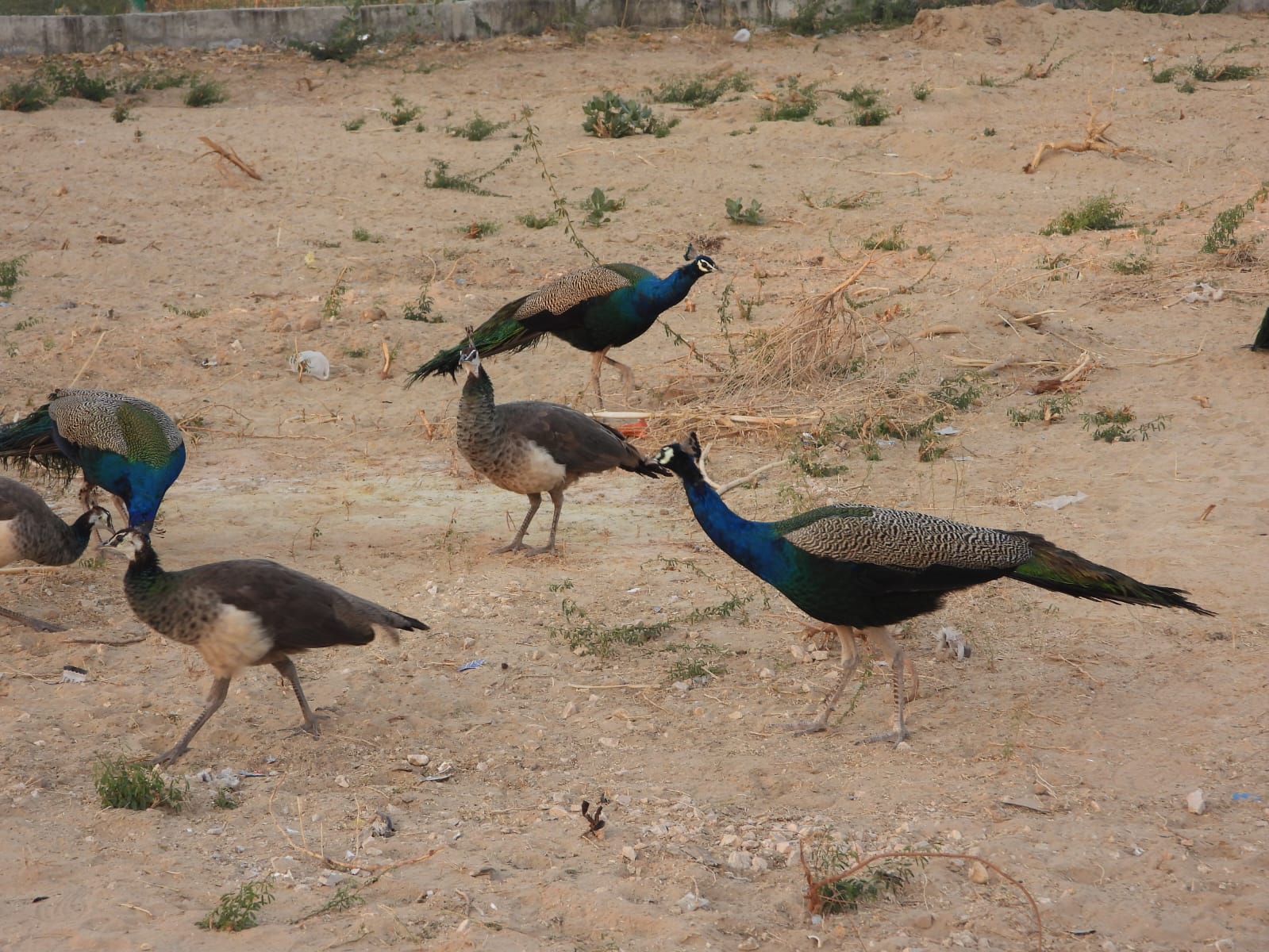 Avifaunal Surveys